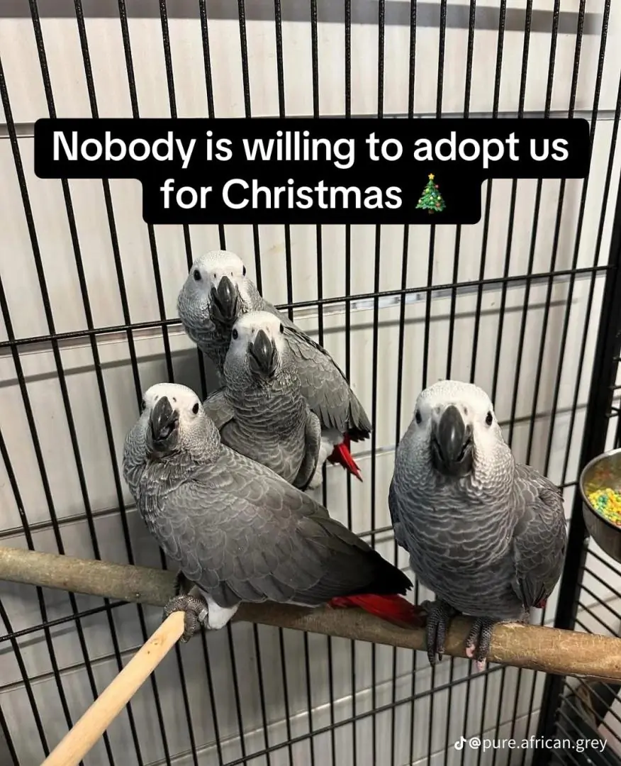 African Grey Parrots for Sale thumbnail 2