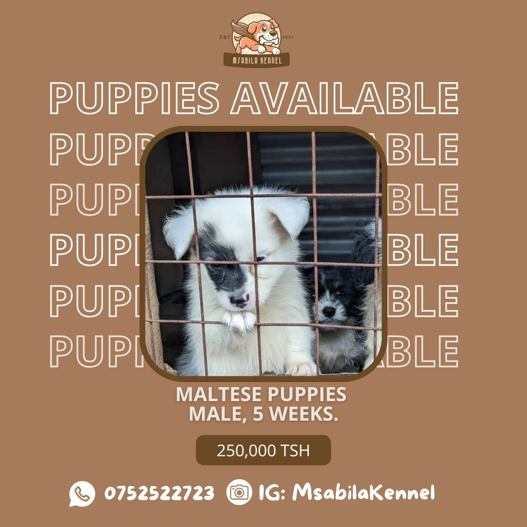 Maltese Male Puppies for Sale