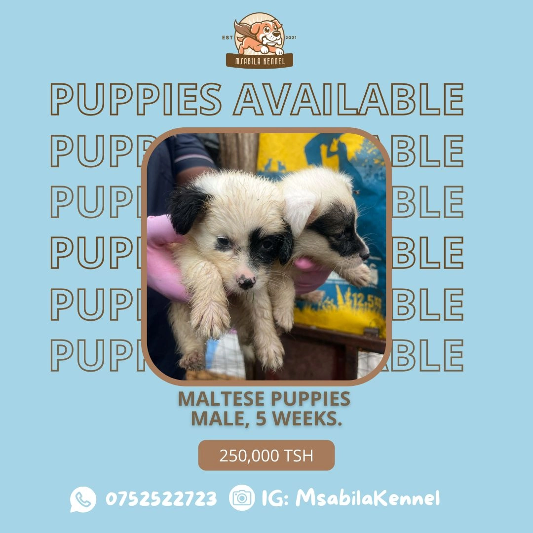 Maltese Male Puppies for Sale thumbnail 2