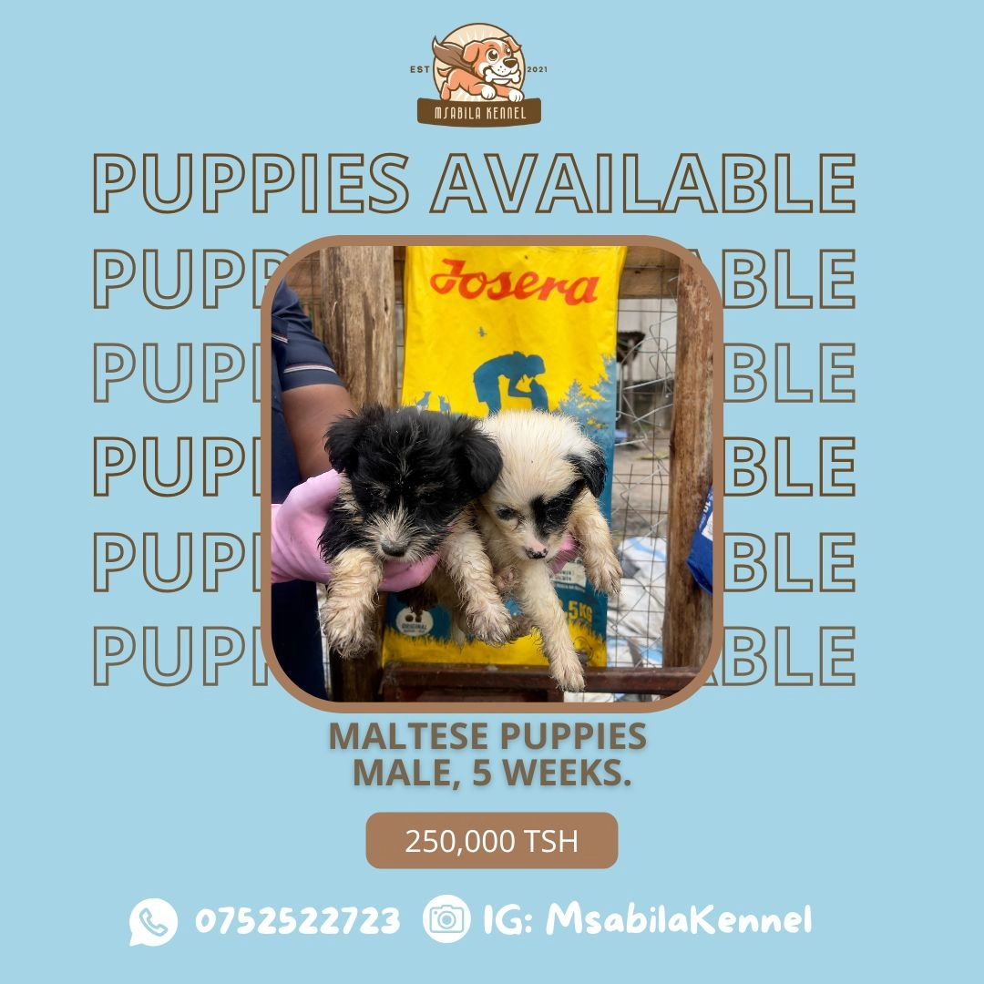 Maltese Male Puppies for Sale thumbnail 3