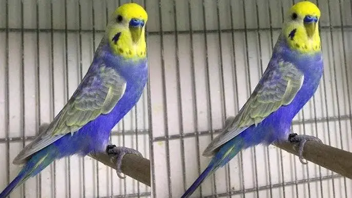 Lovebirds (Budgies) for Sale/Adoption