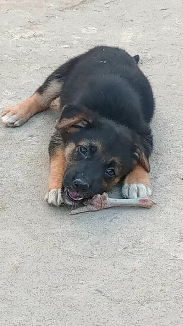 Adorable Pure Breed Short Coat Puppy (Male)