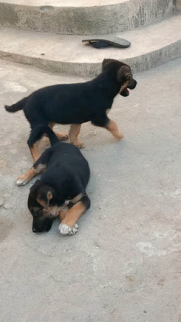 Adorable Pure Breed Short Coat Puppy (Male) thumbnail 2
