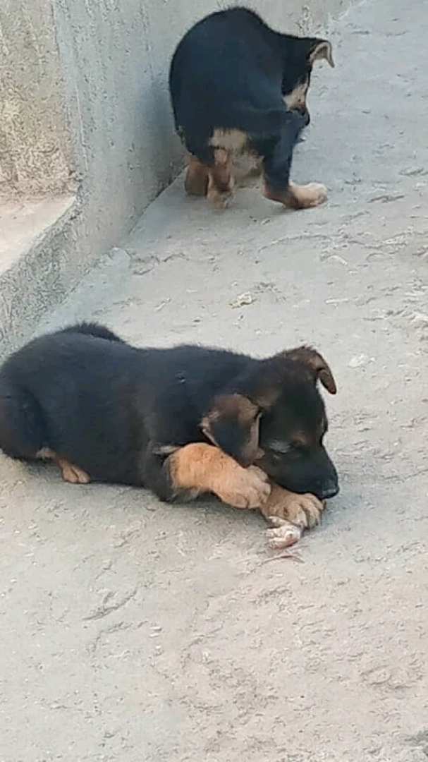 Adorable Pure Breed Short Coat Puppy (Male) thumbnail 4