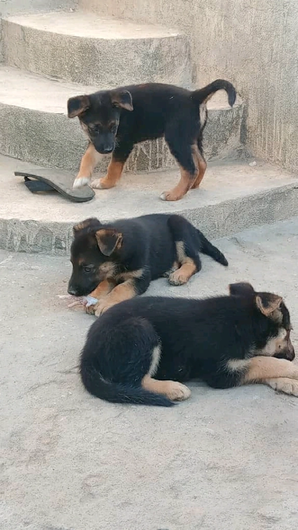 Adorable Pure Breed Short Coat Puppy (Male) thumbnail 5