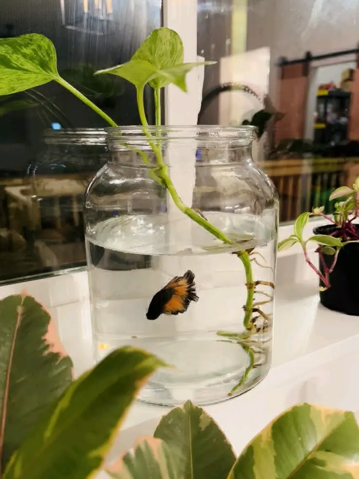 Betta Fish in Jar with Plant