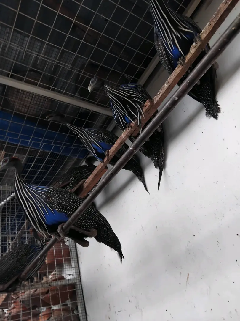 Kanga Kororo Pair (Helmeted Guineafowl)