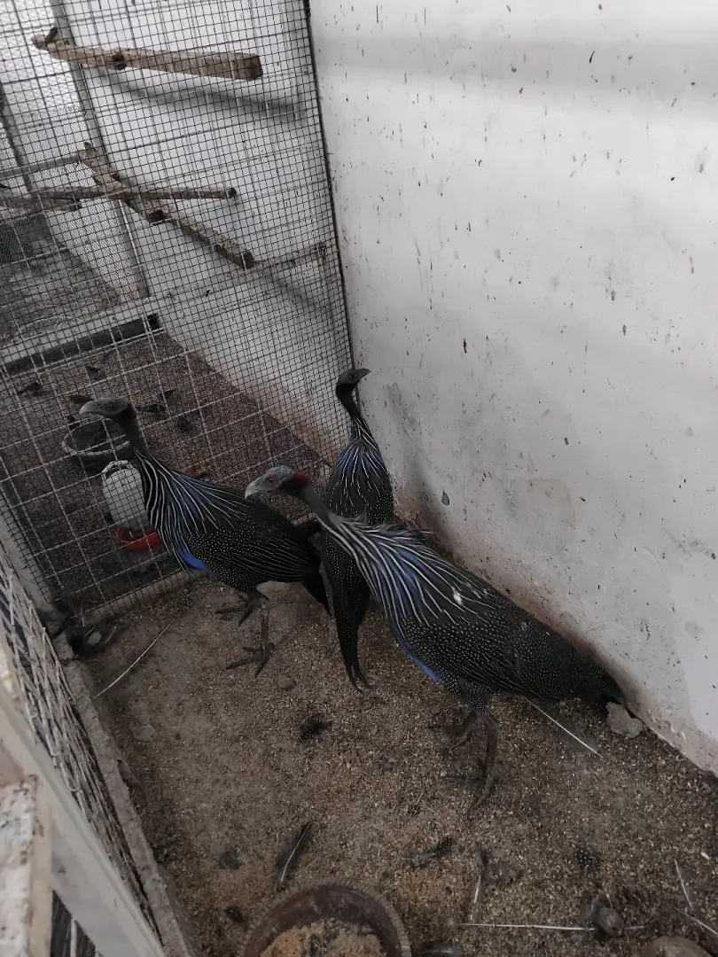 Kanga Kororo Pair (Helmeted Guineafowl) thumbnail 2