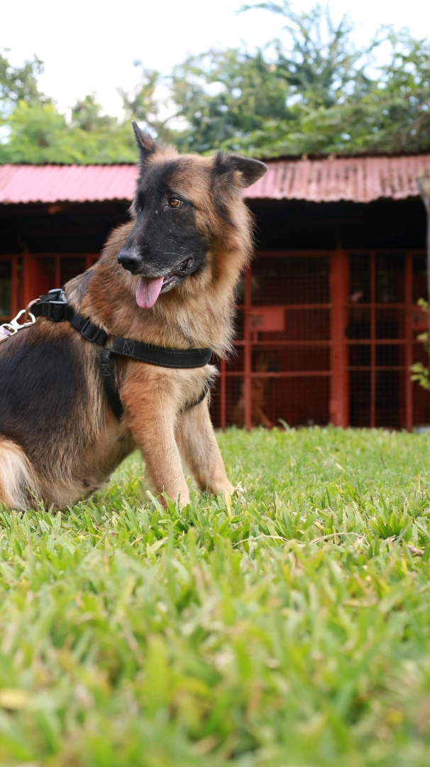Top Quality Female Long Coat German Shepherd Dog