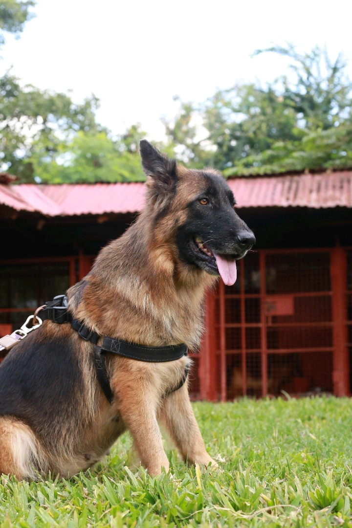 Top Quality Female Long Coat German Shepherd Dog thumbnail 2