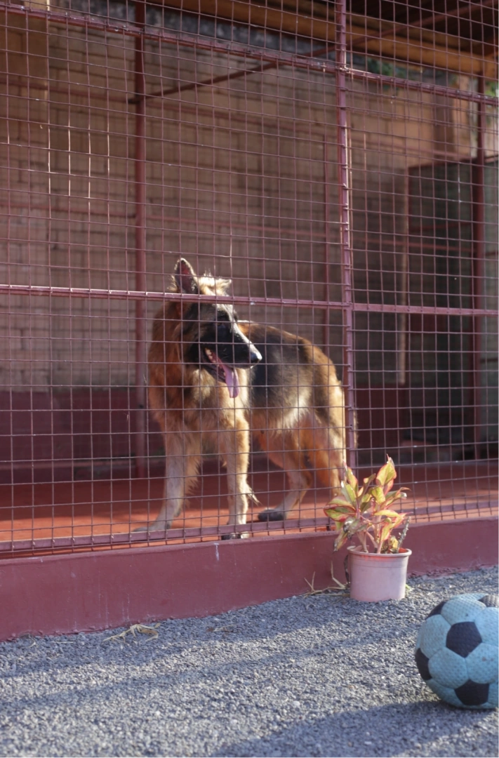 Top Quality Female Long Coat German Shepherd Dog thumbnail 3