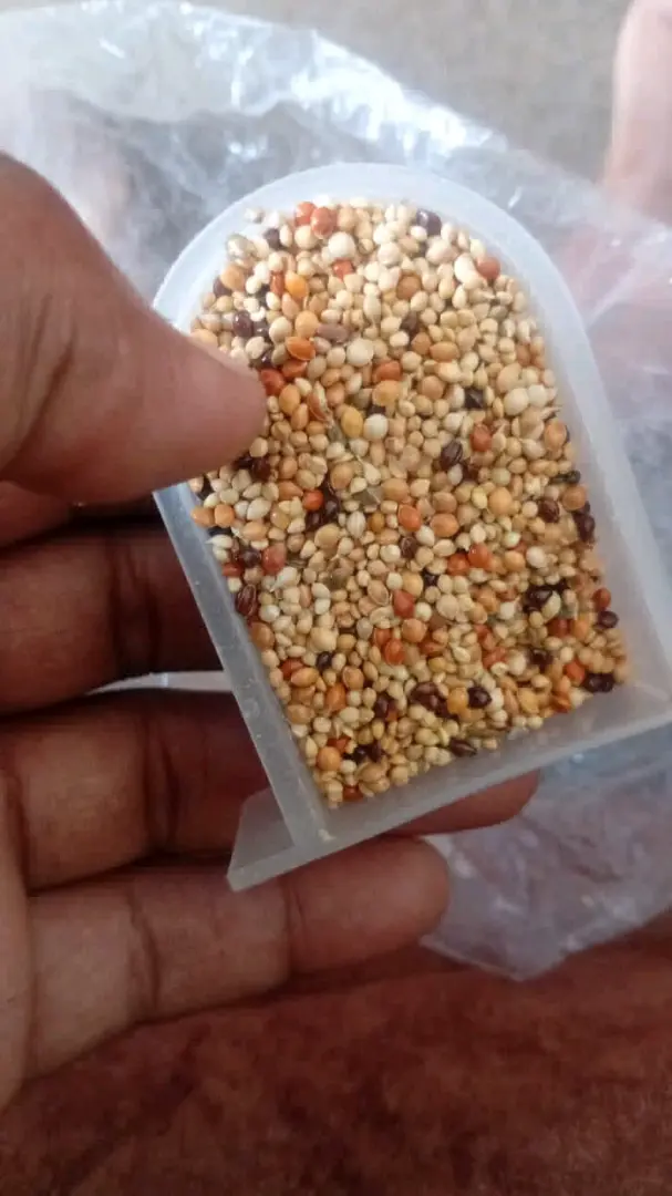 Budgies Pair & Bird Growth Food