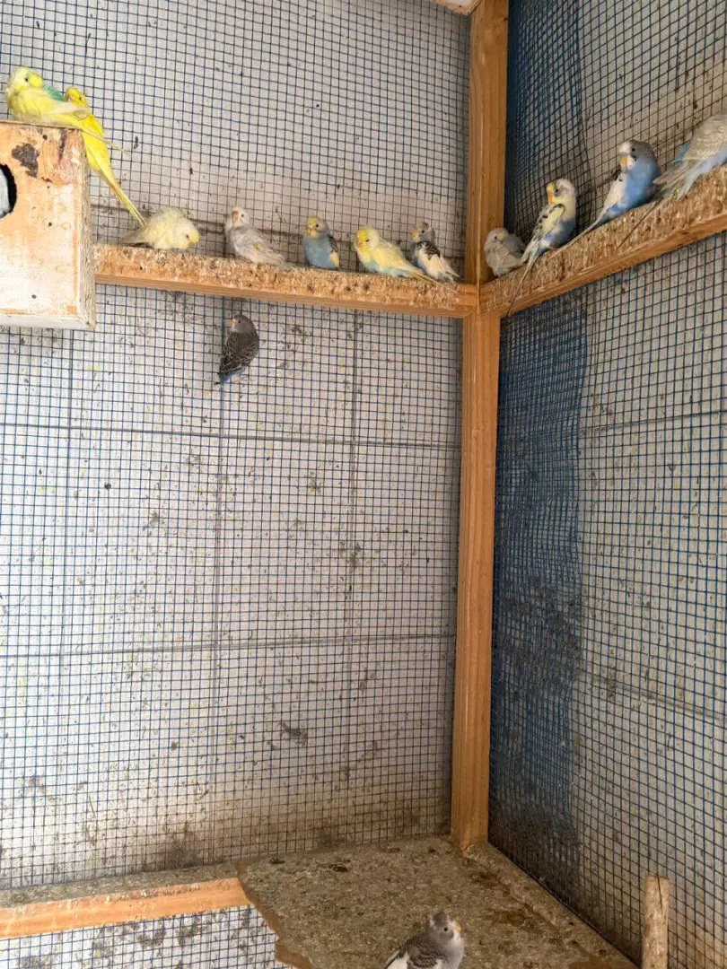 Budgies Pair & Bird Growth Food thumbnail 2