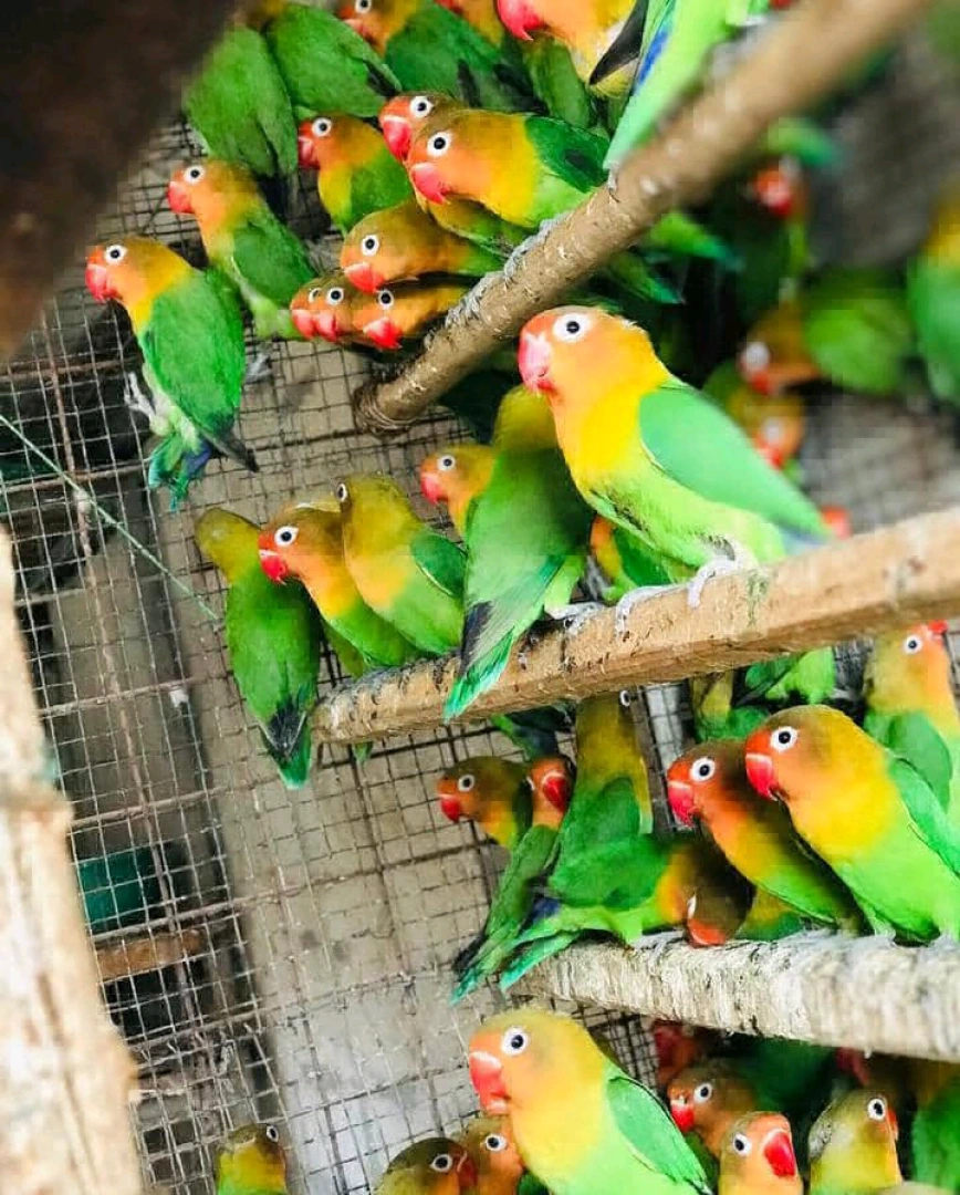 Colorful Lovebirds (Red Max & Black Max)