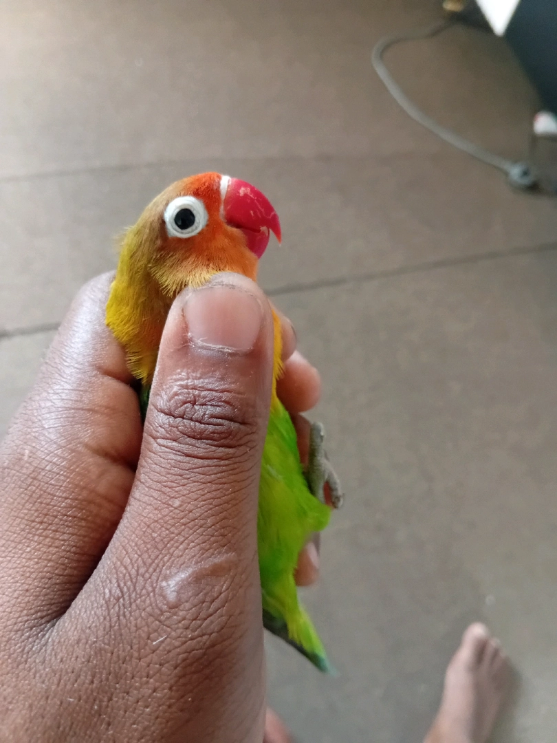 Colorful Lovebirds (Red Max & Black Max) thumbnail 2