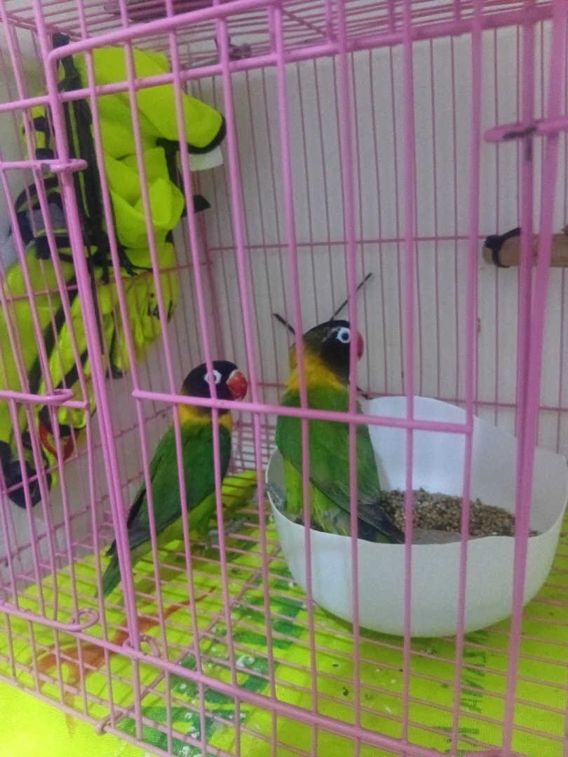 Colorful Lovebirds (Red Max & Black Max) thumbnail 3