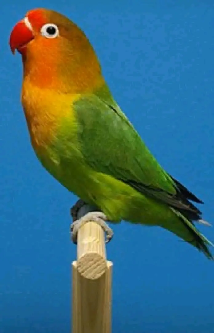 Lovebirds Available (All Pair)