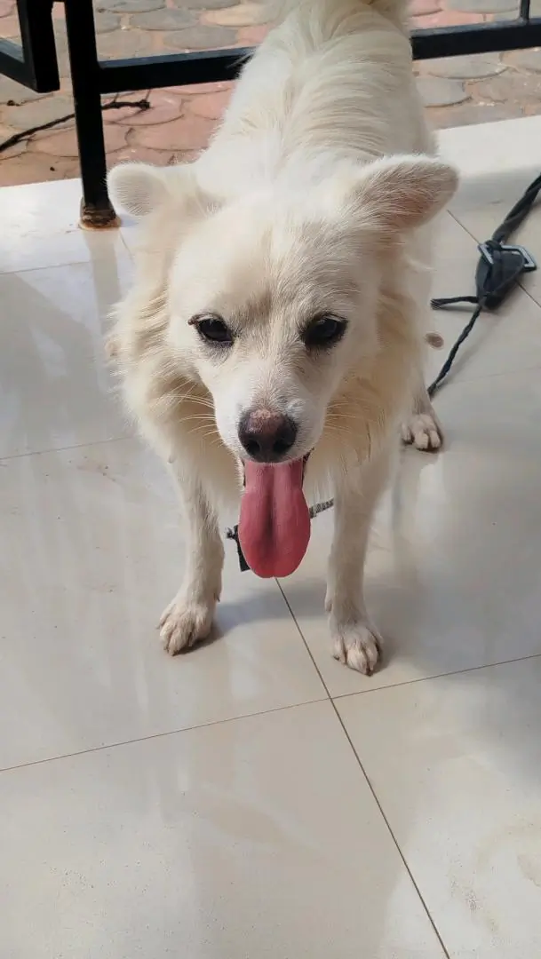 Pure Japanese Spitz Dog (Male, 1 Year 4 Months)