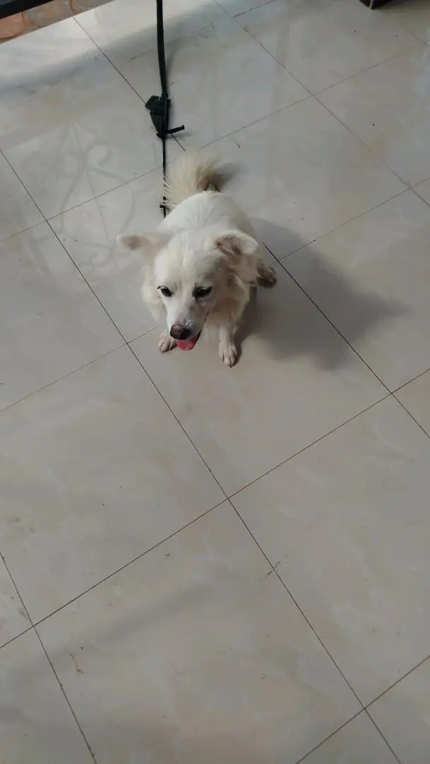 Pure Japanese Spitz Dog (Male, 1 Year 4 Months) thumbnail 2