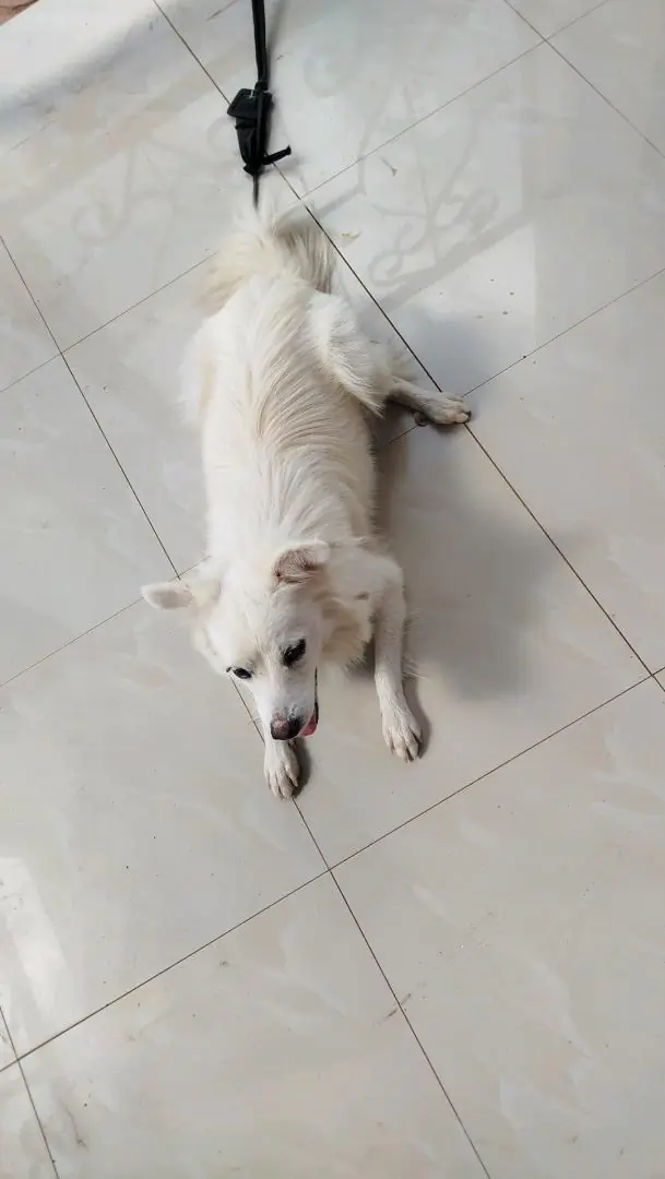 Pure Japanese Spitz Dog (Male, 1 Year 4 Months) thumbnail 3