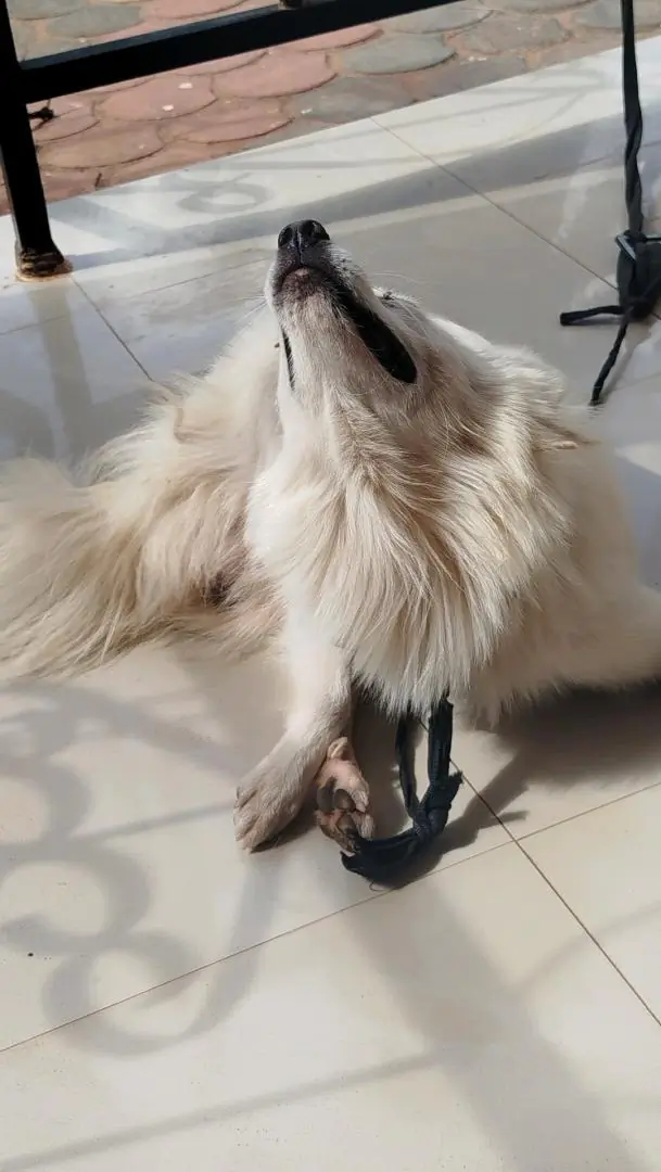 Pure Japanese Spitz Dog (Male, 1 Year 4 Months) thumbnail 4