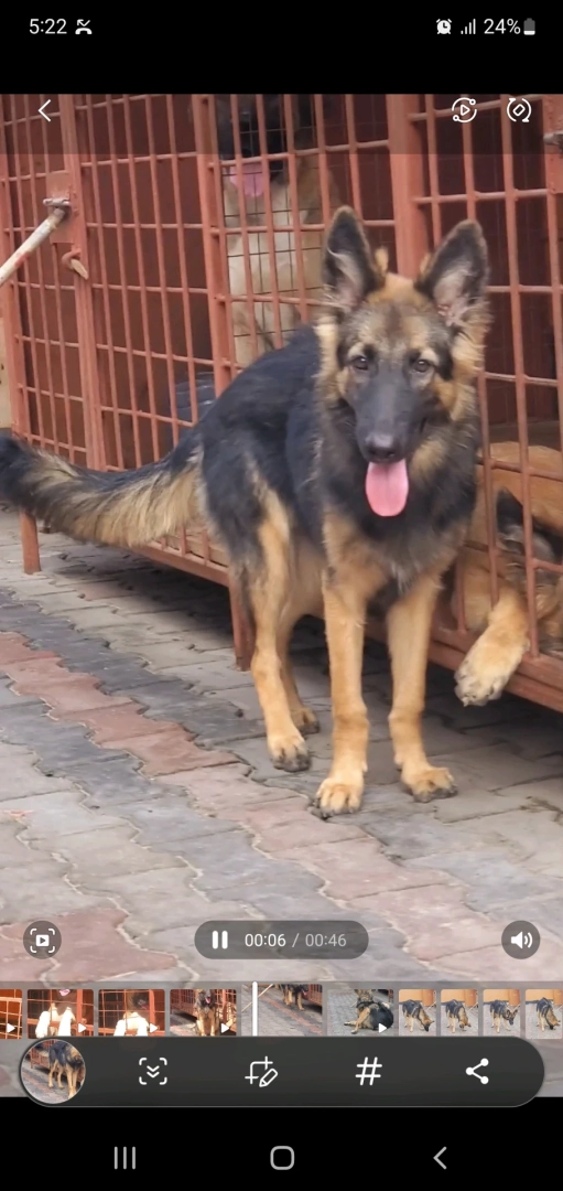 German Shepherd Dog (GSD) for Security