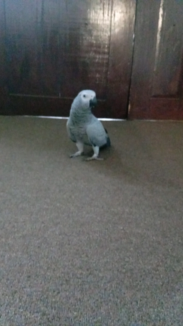 African Grey Parrot Available