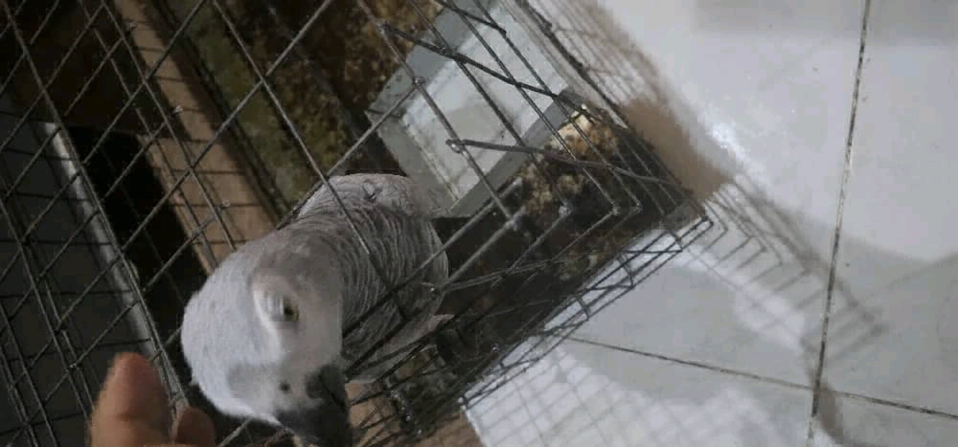 African Grey Parrot Available thumbnail 2