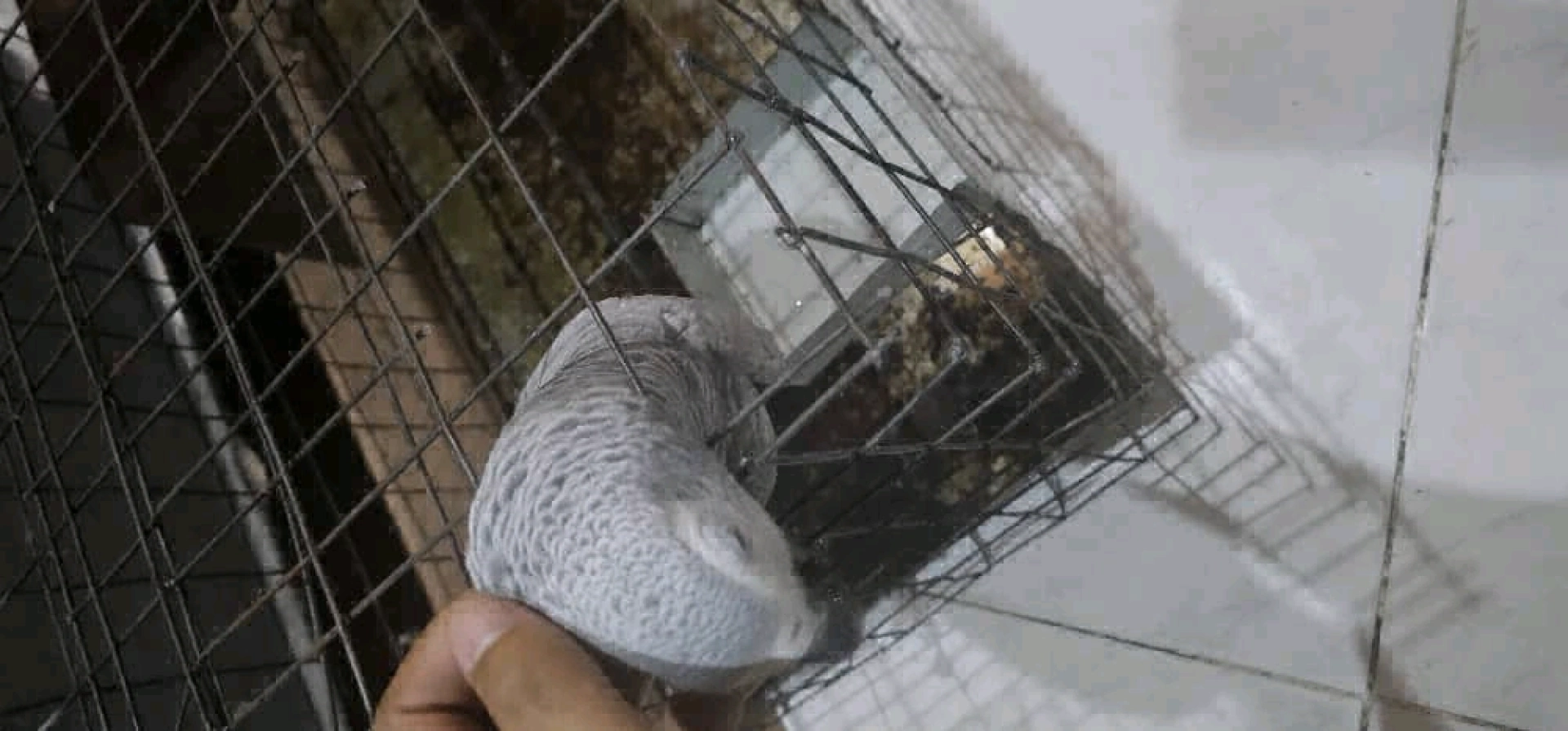 African Grey Parrot Available thumbnail 3