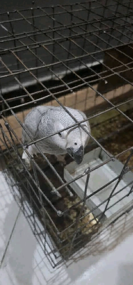 African Grey Parrot Available thumbnail 4