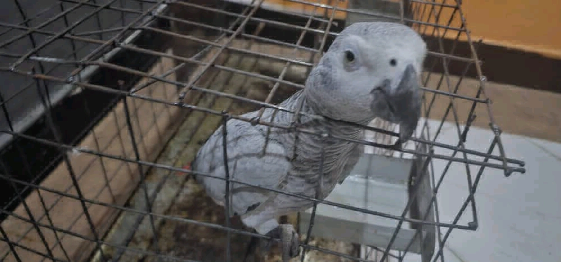 African Grey Parrot Available thumbnail 5