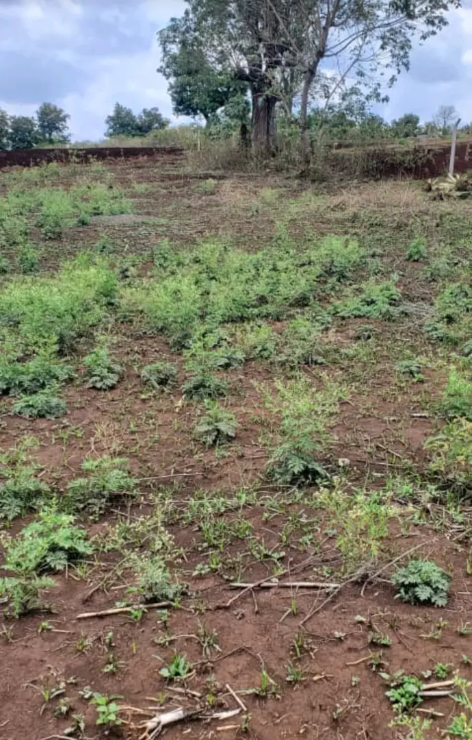 Viwanja vya Ardhi Vinauzwa Arusha Kilimanjar thumbnail 3