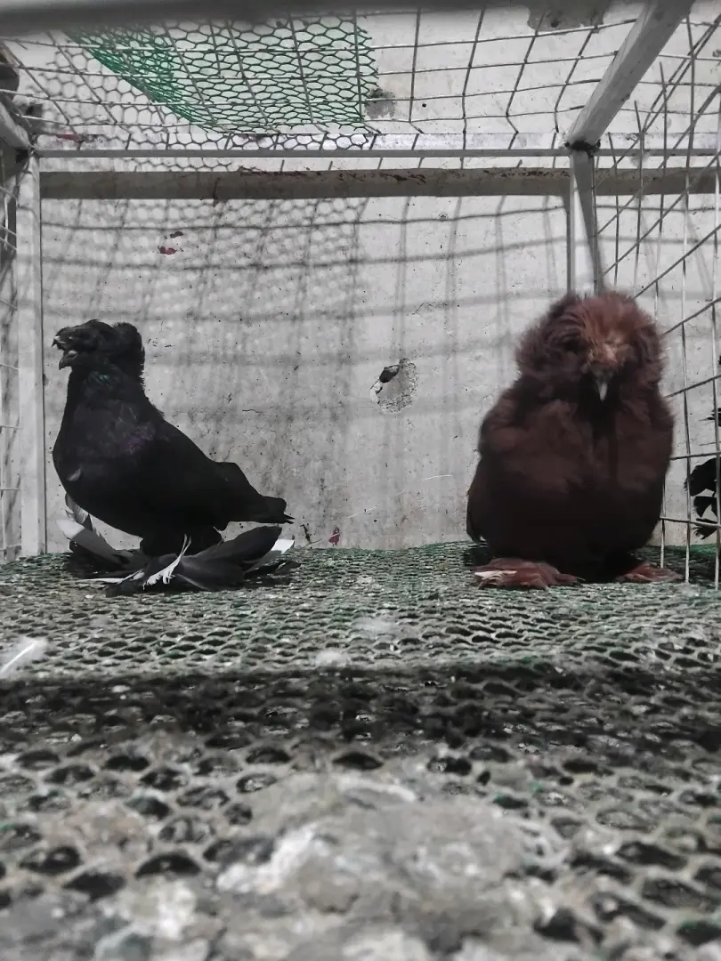 Njiwa Wawili (Dove Pair) kwa Ajili ya Mauzo