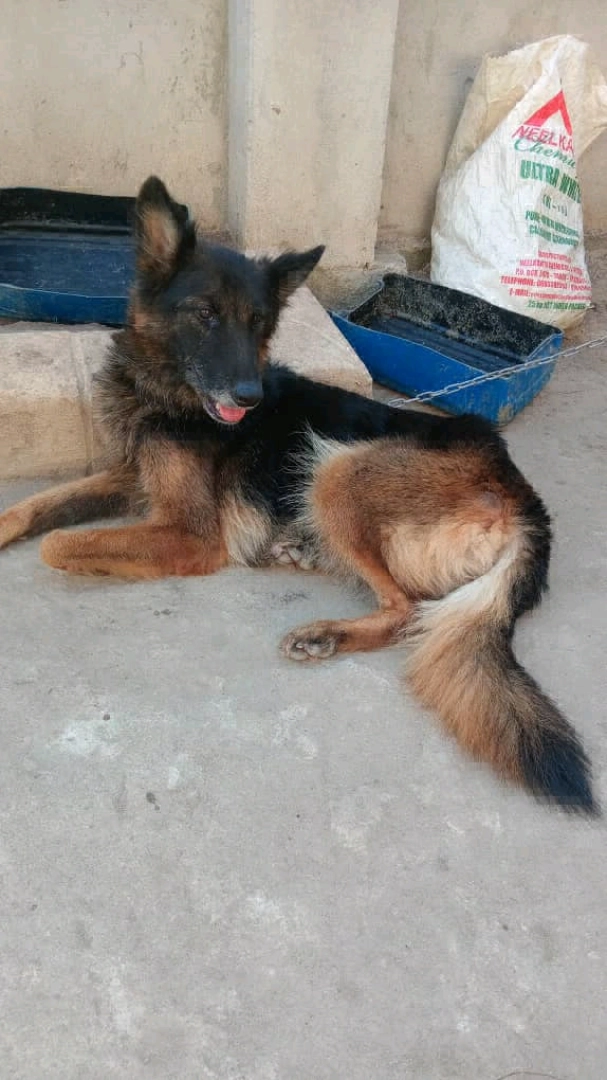 Beautiful Female German Shepherd Dog (14 Months)