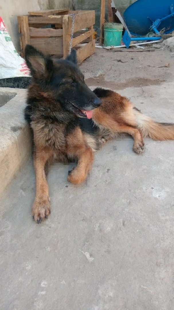Beautiful Female German Shepherd Dog (14 Months) thumbnail 2