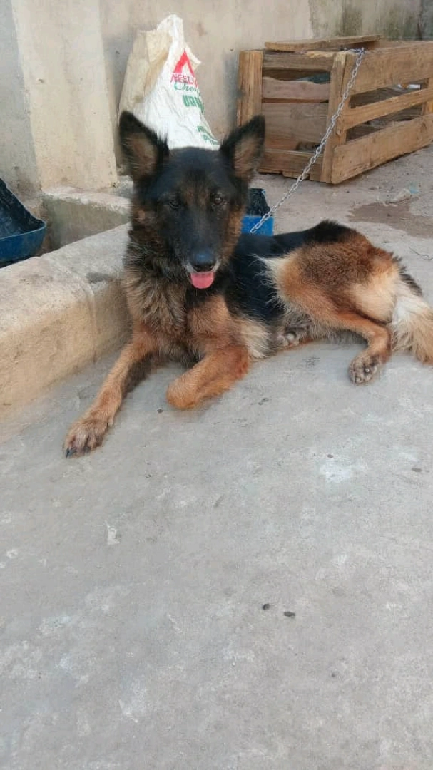 Beautiful Female German Shepherd Dog (14 Months) thumbnail 3