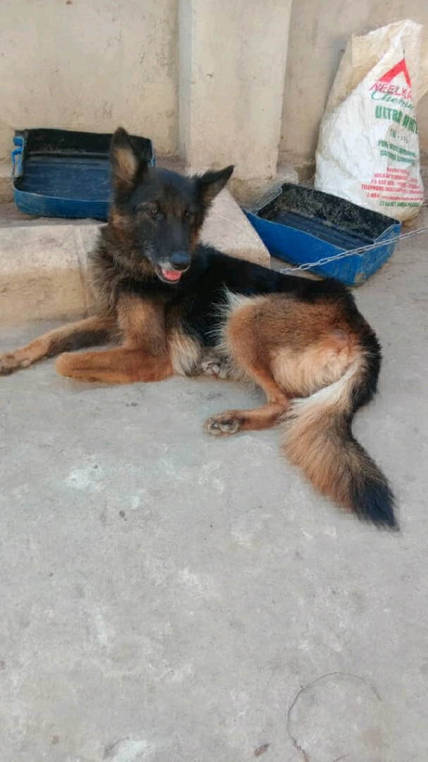 Beautiful Female German Shepherd Dog (14 Months) thumbnail 4