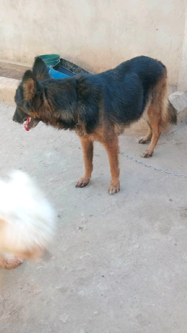 Beautiful Female German Shepherd Dog (14 Months) thumbnail 5