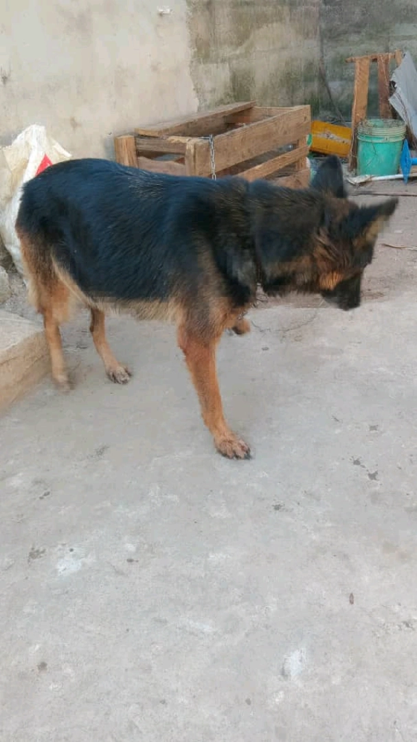 Beautiful Female German Shepherd Dog (14 Months) thumbnail 6
