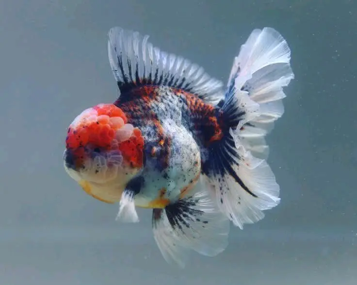 Oranda Goldfish (Calico/Tricolor)