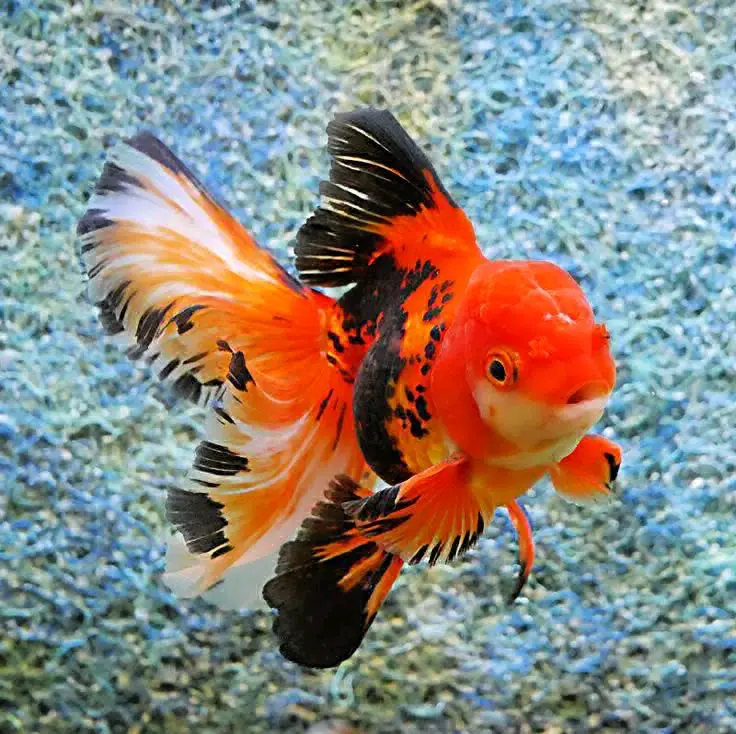 Oranda Goldfish (Calico/Tricolor) thumbnail 2