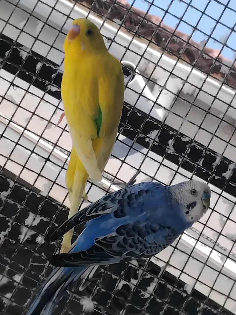 Pair of Budgerigars (Love Birds)