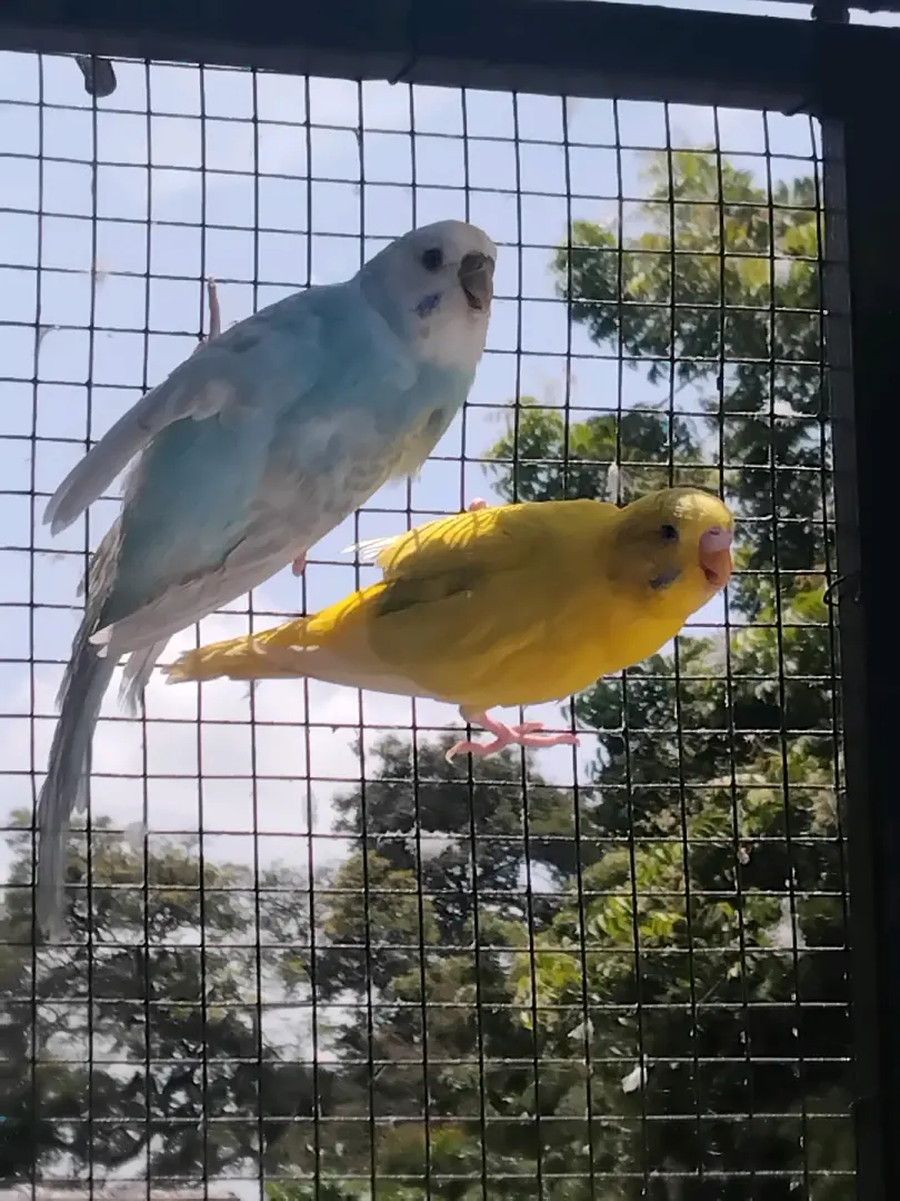Pair of Budgerigars (Love Birds) thumbnail 2