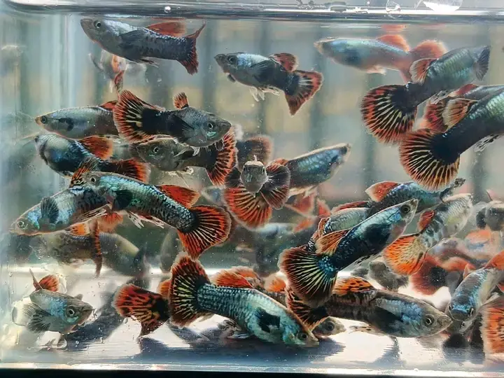 Tiger Guppy Fish for Sale