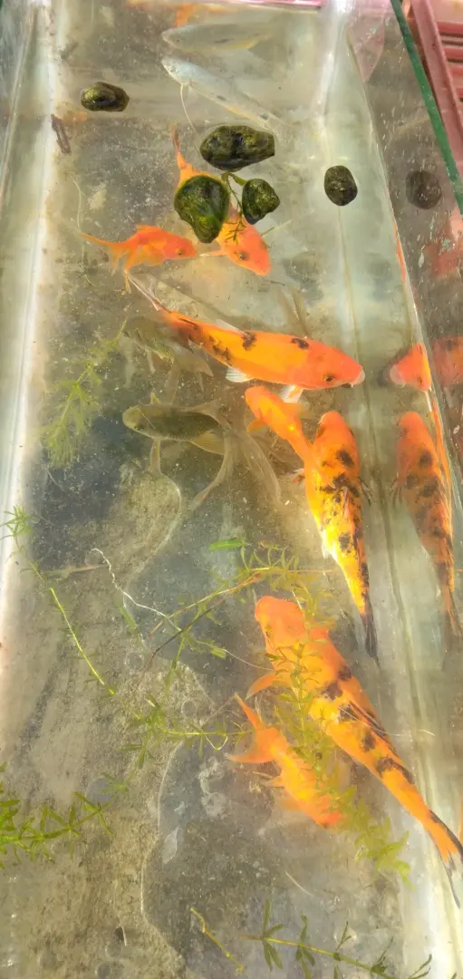 Koi Fish 5-inch (Pair)