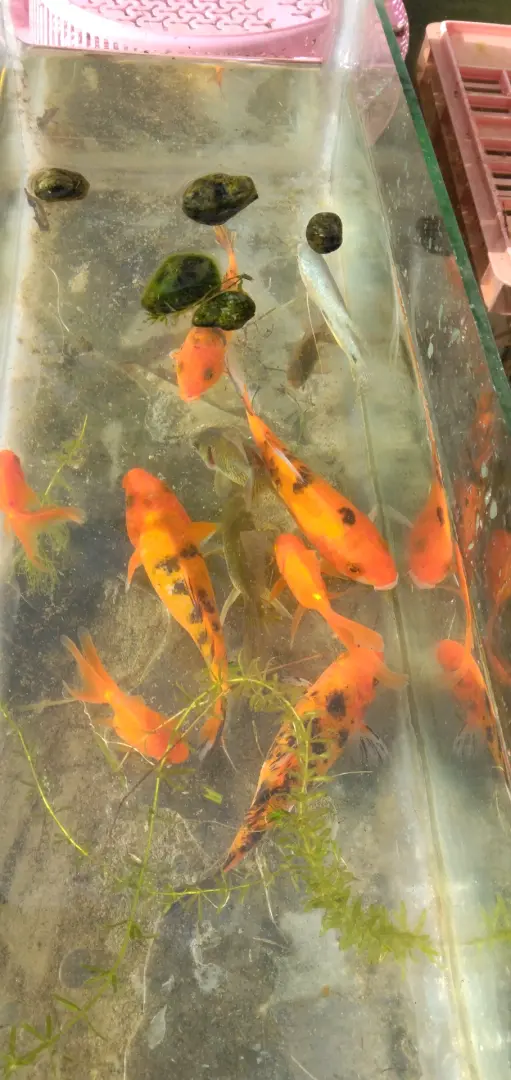 Koi Fish 5-inch (Pair) thumbnail 2