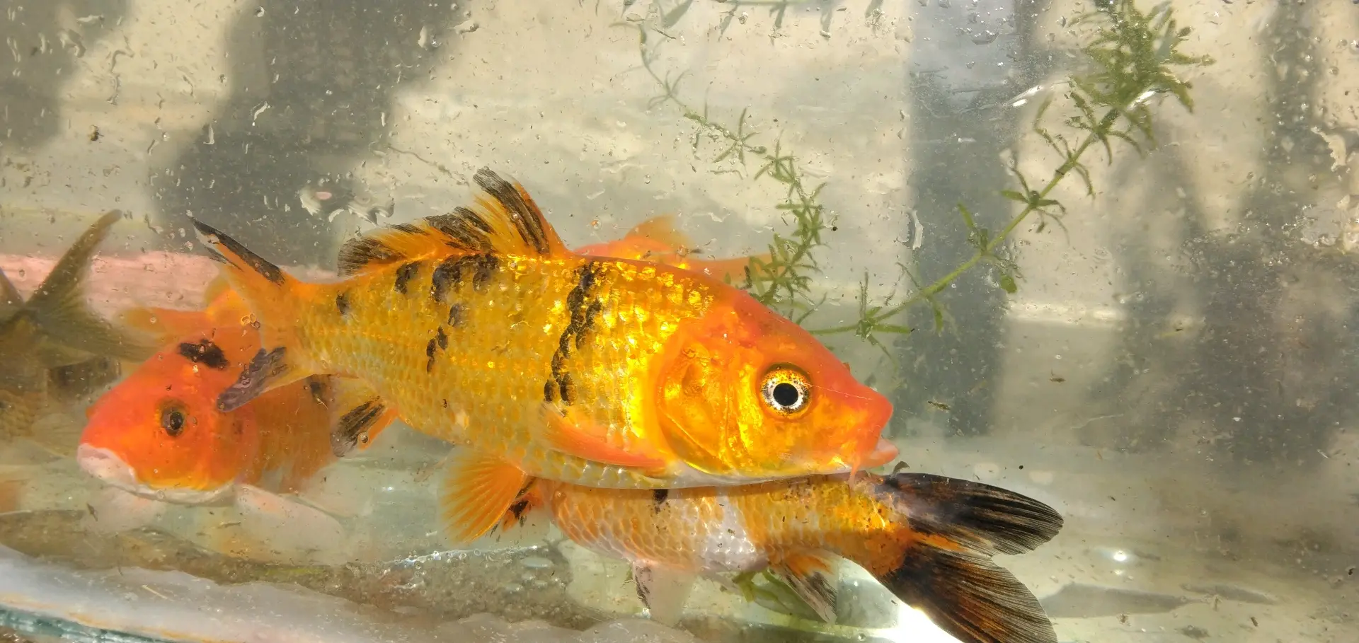 Koi Fish 5-inch (Pair) thumbnail 3