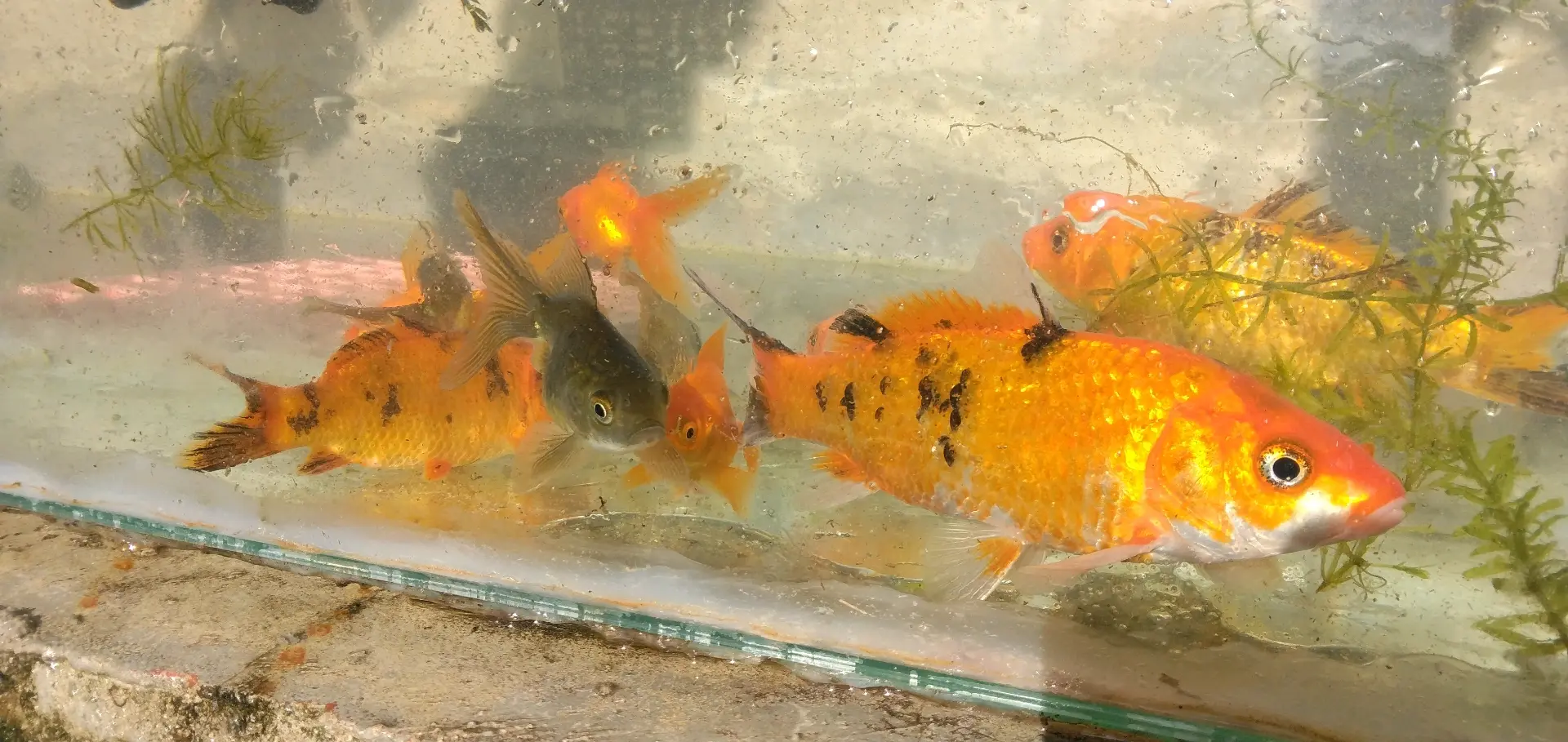 Koi Fish 5-inch (Pair) thumbnail 4