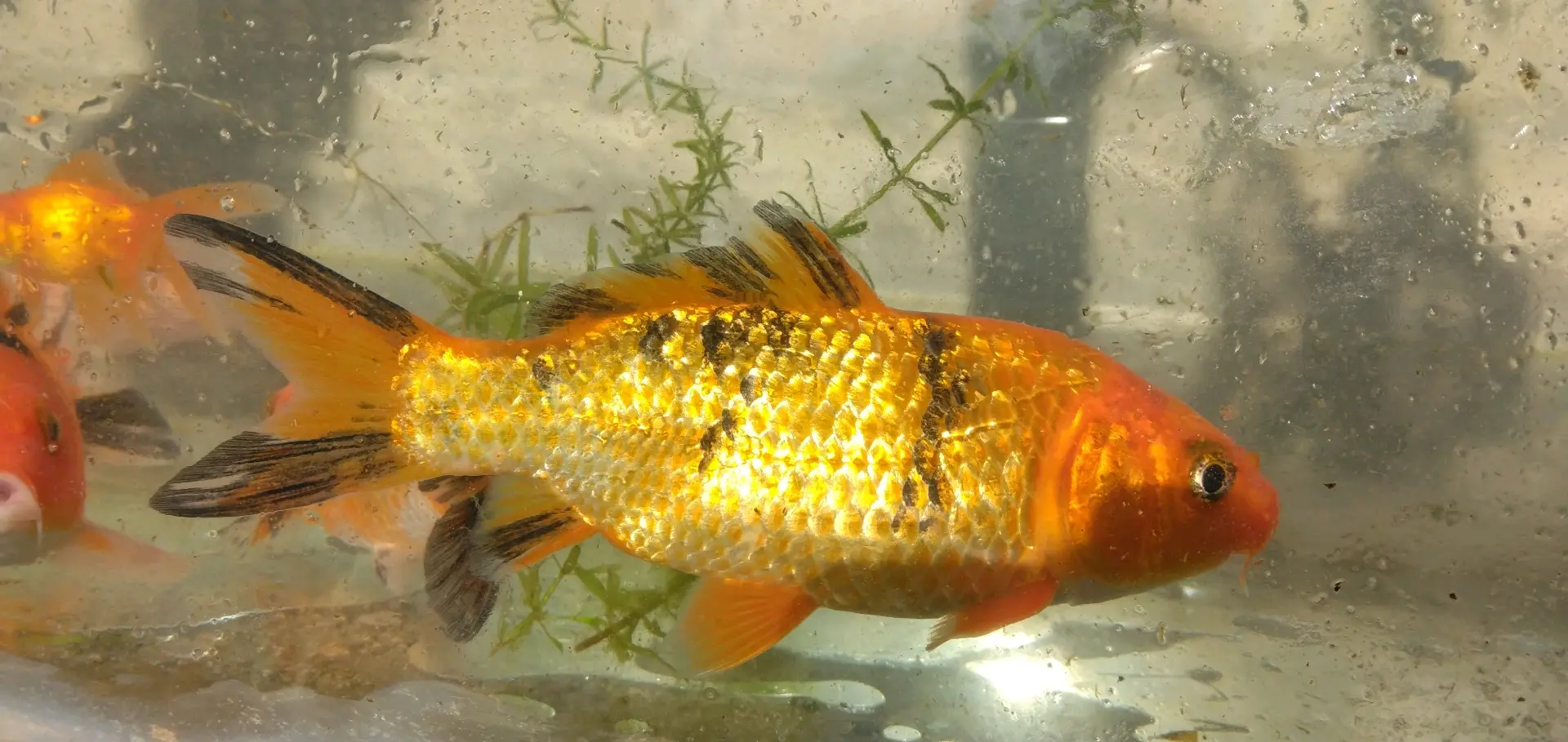 Koi Fish 5-inch (Pair) thumbnail 5