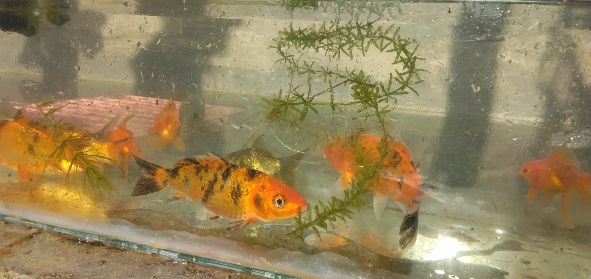 Koi Fish 5-inch (Pair) thumbnail 6